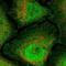 Ring Finger Protein 165 antibody, NBP2-30675, Novus Biologicals, Immunocytochemistry image 