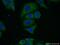 Biotinidase antibody, 16330-1-AP, Proteintech Group, Immunofluorescence image 