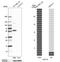 Dual serine/threonine and tyrosine protein kinase antibody, HPA044140, Atlas Antibodies, Western Blot image 