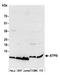 ATP synthase subunit e, mitochondrial antibody, A305-534A, Bethyl Labs, Western Blot image 
