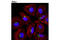 Golgin A1 antibody, 13192S, Cell Signaling Technology, Immunofluorescence image 