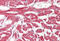 Fatty Acid Binding Protein 7 antibody, MBS244917, MyBioSource, Immunohistochemistry frozen image 