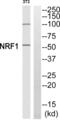Nuclear Respiratory Factor 1 antibody, abx015120, Abbexa, Western Blot image 