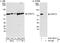 Cleavage and polyadenylation specificity factor subunit 3 antibody, A301-091A, Bethyl Labs, Western Blot image 