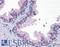 3-Hydroxybutyrate Dehydrogenase 1 antibody, LS-B4131, Lifespan Biosciences, Immunohistochemistry frozen image 