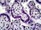 Kruppel Like Factor 11 antibody, orb94672, Biorbyt, Immunohistochemistry paraffin image 