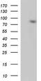 Interleukin 4 Receptor antibody, TA590768, Origene, Western Blot image 