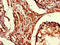 Uncharacterized protein C9orf37 antibody, orb38550, Biorbyt, Immunohistochemistry paraffin image 