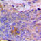Chondroitin Sulfate N-Acetylgalactosaminyltransferase 1 antibody, LS-C353487, Lifespan Biosciences, Immunohistochemistry frozen image 
