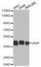 Vasodilator Stimulated Phosphoprotein antibody, abx000578, Abbexa, Western Blot image 