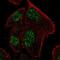Ribonuclease P/MRP Subunit P25 Like antibody, PA5-66275, Invitrogen Antibodies, Immunofluorescence image 
