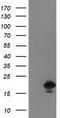 Destrin antibody, TA502653S, Origene, Western Blot image 