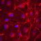 Plexin A2 antibody, AF5486, R&D Systems, Immunofluorescence image 