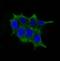 Ornithine Decarboxylase 1 antibody, orb388533, Biorbyt, Immunofluorescence image 