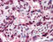 Chemokine-like receptor 1 antibody, 51-034, ProSci, Immunohistochemistry frozen image 