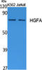 HGF Activator antibody, STJ96435, St John