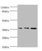Annexin A5 antibody, A56414-100, Epigentek, Western Blot image 