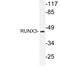 RUNX Family Transcription Factor 3 antibody, LS-C177580, Lifespan Biosciences, Western Blot image 