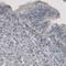 Phosphoglucomutase 1 antibody, NBP2-59026, Novus Biologicals, Immunohistochemistry frozen image 