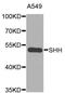 Sonic Hedgehog Signaling Molecule antibody, orb373719, Biorbyt, Western Blot image 