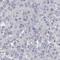 RAD54 Like antibody, NBP2-33916, Novus Biologicals, Immunohistochemistry frozen image 