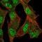 Isthmin 2 antibody, NBP1-82001, Novus Biologicals, Immunofluorescence image 