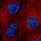 Protein SON antibody, HPA031756, Atlas Antibodies, Immunofluorescence image 