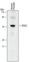 V-Set And Immunoglobulin Domain Containing 2 antibody, MA5-24242, Invitrogen Antibodies, Western Blot image 
