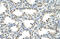 Forkhead Box Q1 antibody, ARP33747_P050, Aviva Systems Biology, Immunohistochemistry paraffin image 