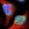 Dan antibody, NBP1-84302, Novus Biologicals, Immunofluorescence image 