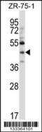 Nex1 antibody, 57-070, ProSci, Western Blot image 