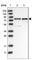DDB1 And CUL4 Associated Factor 8 antibody, HPA027218, Atlas Antibodies, Western Blot image 