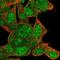 Leucine Rich Melanocyte Differentiation Associated antibody, NBP2-14802, Novus Biologicals, Immunocytochemistry image 