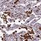 Hypermethylated in cancer 1 protein antibody, HPA043372, Atlas Antibodies, Immunohistochemistry frozen image 