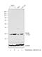 TP53 Induced Glycolysis Regulatory Phosphatase antibody, PA5-29151, Invitrogen Antibodies, Western Blot image 