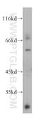 Nicalin antibody, 10985-1-AP, Proteintech Group, Western Blot image 