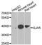 Gap Junction Protein Alpha 5 antibody, A7231, ABclonal Technology, Western Blot image 