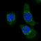 Had antibody, HPA043888, Atlas Antibodies, Immunofluorescence image 