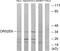 Olfactory Receptor Family 52 Subfamily E Member 6 antibody, GTX87770, GeneTex, Western Blot image 