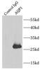 Aquaporin 1 (Colton Blood Group) antibody, FNab00519, FineTest, Immunoprecipitation image 