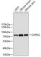 Calpain 2 antibody, 18-761, ProSci, Western Blot image 