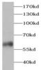 Peripherin antibody, FNab06316, FineTest, Western Blot image 