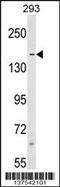 Scaffold Attachment Factor B antibody, 59-146, ProSci, Western Blot image 