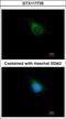 Amyloid Beta Precursor Protein Binding Protein 2 antibody, GTX117735, GeneTex, Immunocytochemistry image 