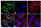 Gap Junction Protein Delta 2 antibody, 710663, Invitrogen Antibodies, Immunofluorescence image 