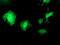 WW Domain Containing Transcription Regulator 1 antibody, M02672, Boster Biological Technology, Immunofluorescence image 