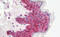 ETV6 antibody, MBS248535, MyBioSource, Immunohistochemistry frozen image 