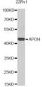 SRBC antibody, A1220, ABclonal Technology, Western Blot image 