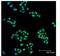 Mitogen-Activated Protein Kinase Kinase 1 antibody, LS-B3271, Lifespan Biosciences, Immunofluorescence image 