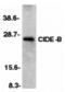 Cell Death Inducing DFFA Like Effector B antibody, MBS150154, MyBioSource, Western Blot image 